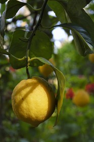 France, Alpes-Maritimes (06), Menton, le domaine de la Citronneraie créé par François Mazet, le Citron de Menton n’est pas ciré et ne subit aucun traitement chimique après la récolte