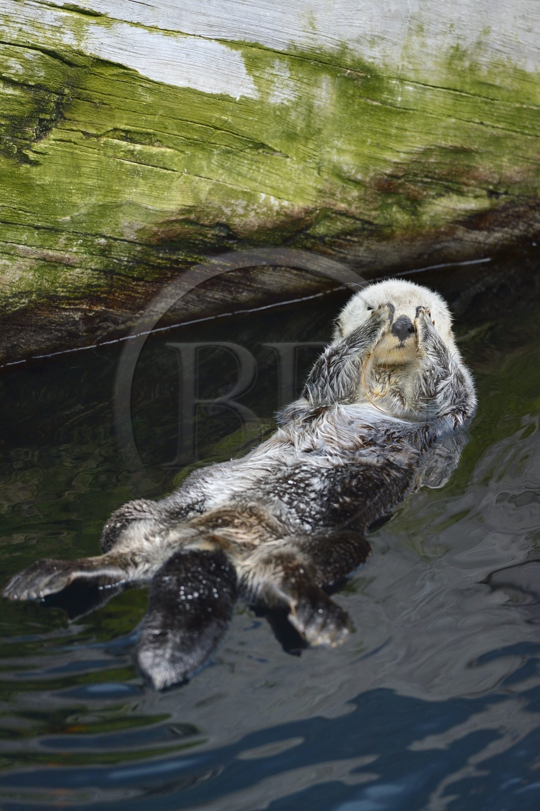 Portugal, Lisbonne, Parque das Nações (Parc des nations) construit pour l'exposition universelle de 1998, Oceanário (Oceanarium), loutre de mer (Enhydra lutris)