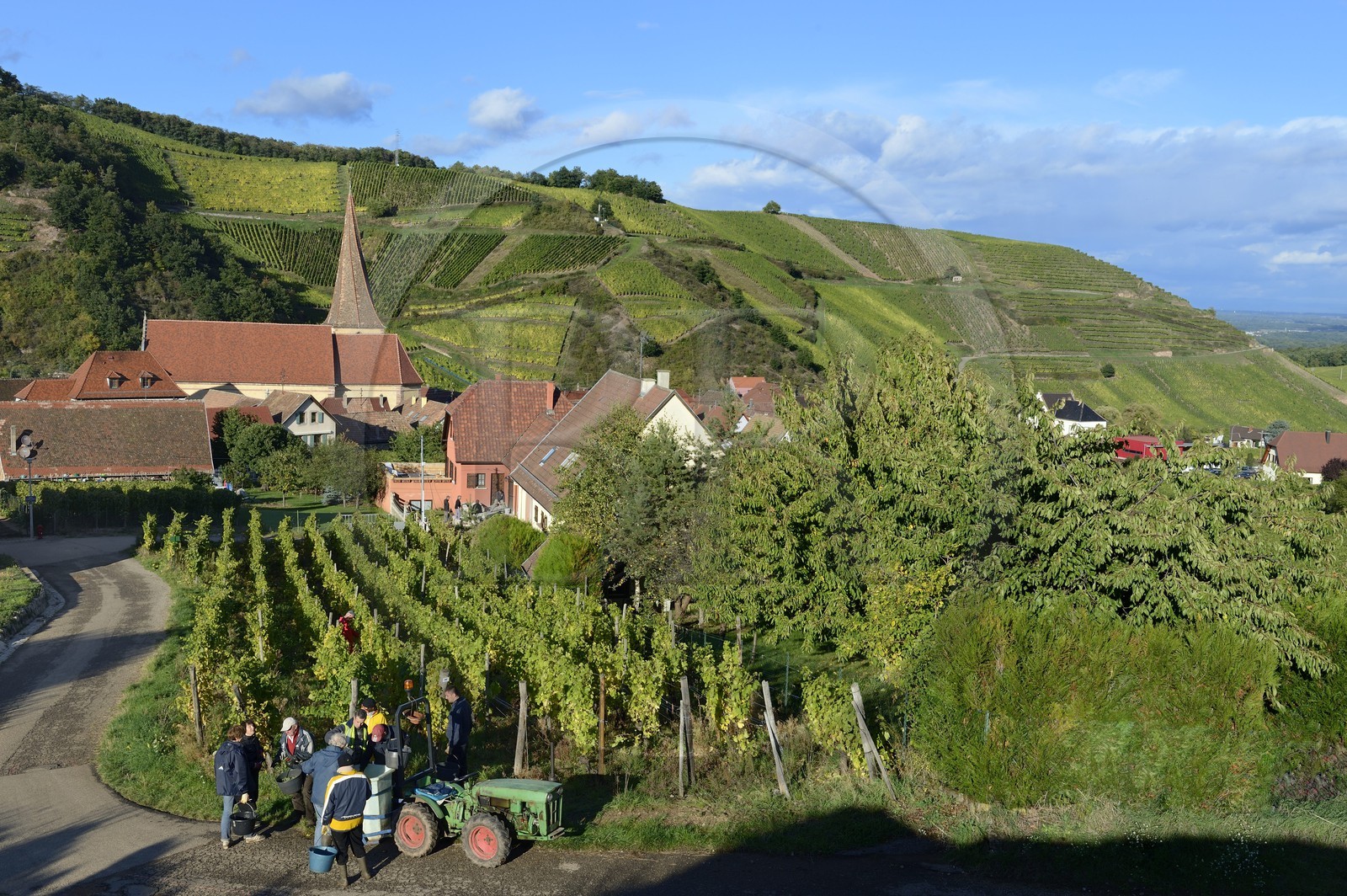 France, Haut-Rhin (68), Route des Vins d'Alsace, Niedermorschwihr, le village entouré par le vignoble et son église à clocher tors, vendanges
