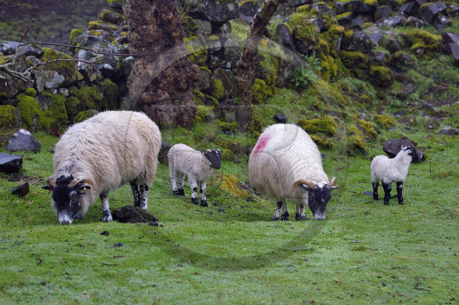 Royaume-Uni, Ecosse, région des Highlands, les Hébrides, Ile de Skye, Uig, le Fairy Glen (vallée féérique) du côté ouest de Trotternish à Balnacnoc