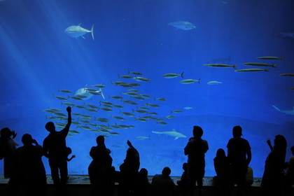 Etats-Unis, Californie, Monterey, le Monterey Bay Aquarium dans Cannery Row