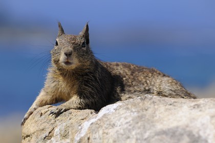 Etats-Unis, Californie, 17 mile drive, écureuil