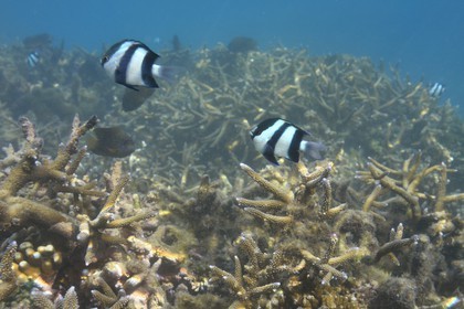 France, Ile de la Reunion, Côte Ouest, Saint-Gilles-Les-Bains (commune de Saint-Paul), le récif corallien du lagon de l'Ermitage et de La Saline-Les-Bains, Demoiselle à trois bandes noires (Dascyllus aruanus) (vue sous-marine)
