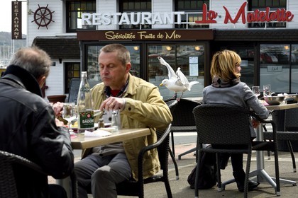 France, Seine-Maritime (76), Pays de Caux, Côte d'Albâtre, le port de Fécamp, repas perturbé par une mouette gourmande