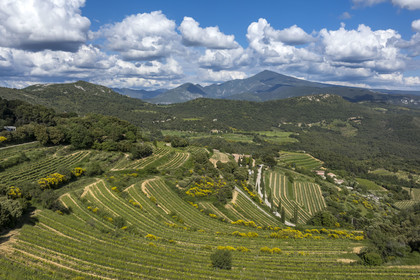 France, Vaucluse, Dentelles de Montmirail mountains, the terraced vineyard around the village of Suzette, Mont Ventoux in the background (aerial view) (aerial view)