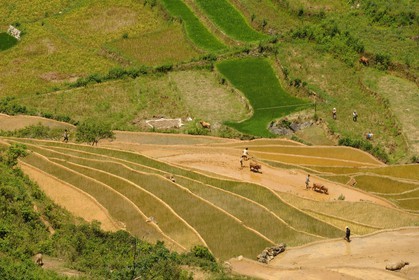 Vietnam, province de Lao Cai, région de Bac Ha, Can Cau, rizières en terrasses