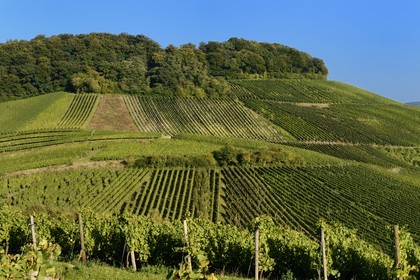 Luxembourg, Grevenmacher district, Moselle region, the Moselle vineyards around the village of Wintrange (Wintringen)