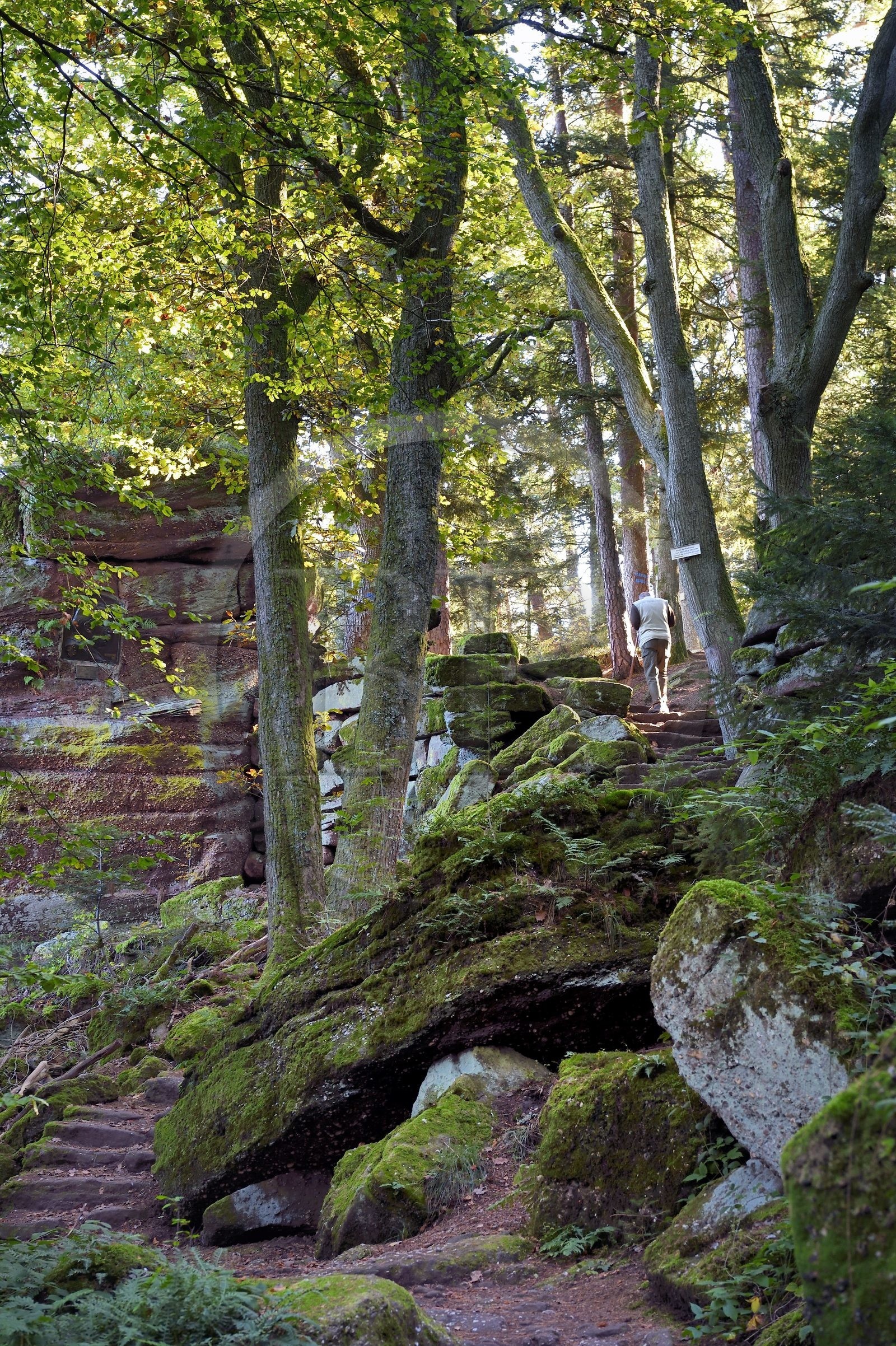 France, Bas-Rhin (67), Mont Saint-Odile, randonnée le long du Mur Païen, vestige d'un mur d'enceinte probablement de l'époque mérovingienne d'une longueur totale de onze kilomètres