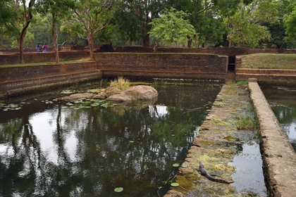 Sri Lanka, Central Province, Matale District, Sigiriya, Old city of Sigiriya listed as World Heritage by UNESCO, Rock of the Lion former Royal Palace, Crocodile in edge of one of the many basins of the gardens