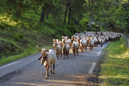 France, Var (83), Massif des Maures, Collobrières, troupeau de moutons sur la route