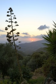 France, Corse du Sud, Sartene region, Fozzano, agave at sunset