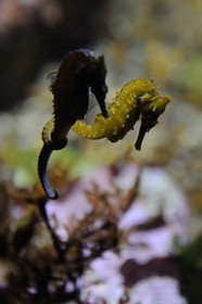 Etats-Unis, Californie, Monterey, le Monterey Bay Aquarium dans Cannery Row, hippocampe