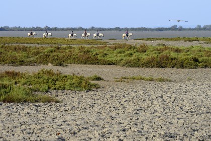 France, Bouches du Rhone, Parc naturel regional de Camargue (Regional Natural Park of Camargue), group of riders on the edge of the Malagroy pond