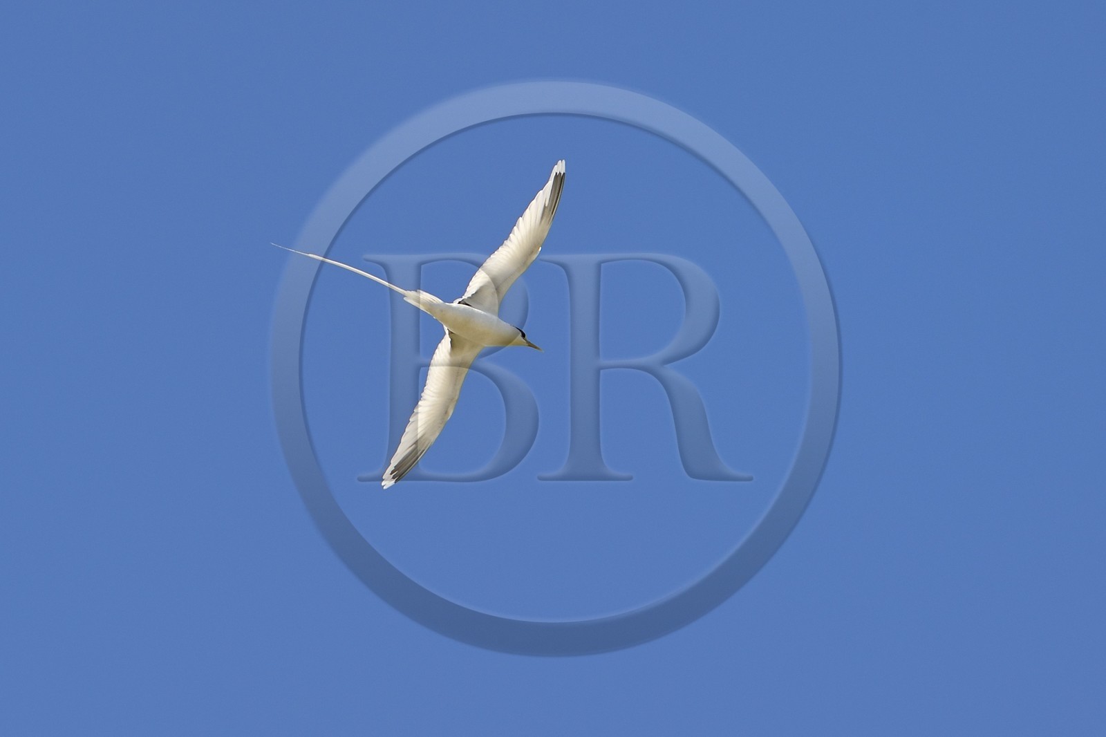 France, Ile de la Reunion, côte sud, Petite-Ile, Paille en queue ou Phaéton à bec jaune (Phaethon lepturus) est un des emblèmes des Mascareignes France, Ile de la Reunion, côte sud, Petite-Ile, Paille en queue ou Phaéton à bec jaune (Phaethon lepturus) est un des emblèmes des Mascareignes