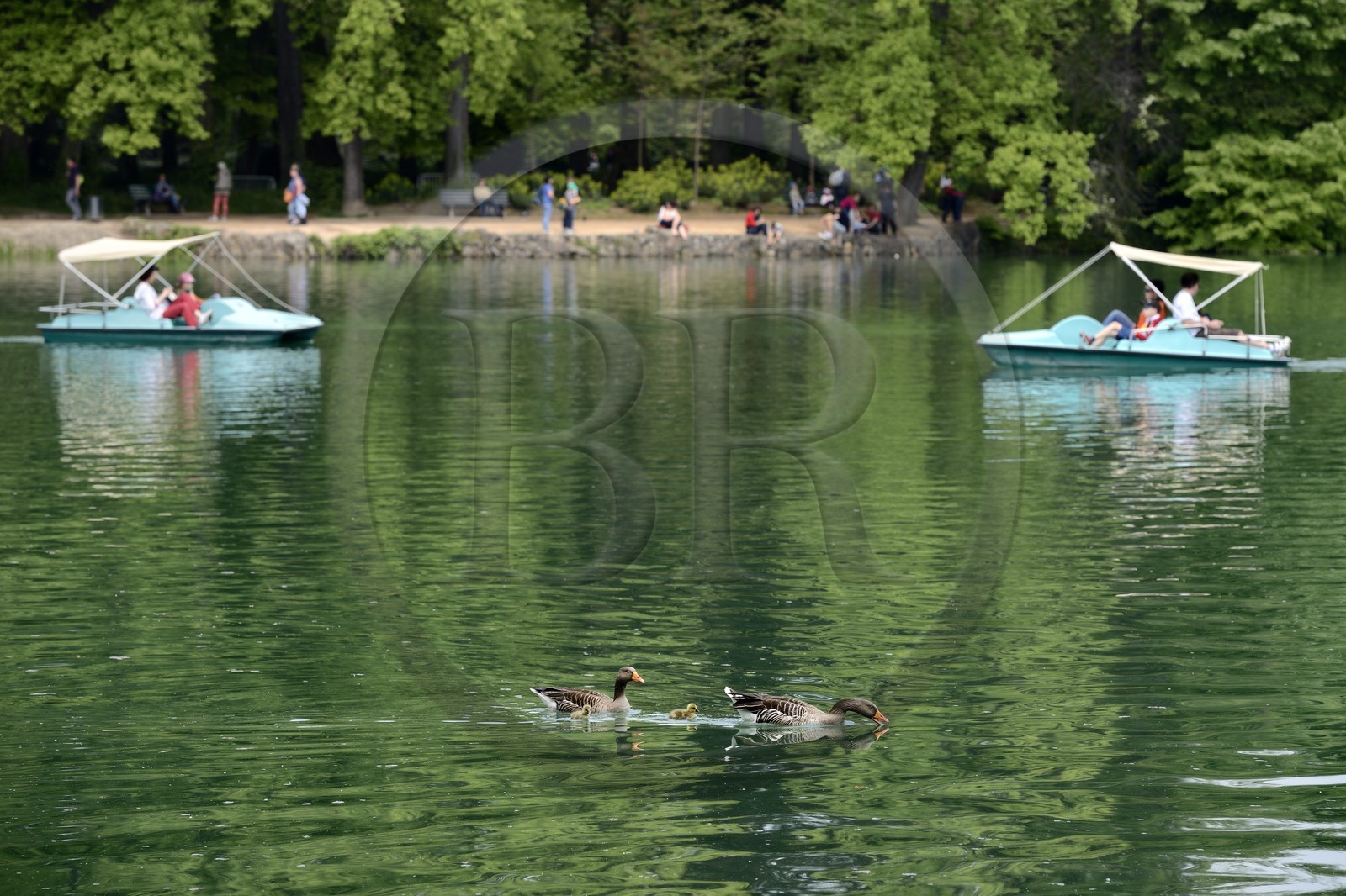 France, Rhône (69), Lyon,  le parc de la Tête d' Or, le Lac