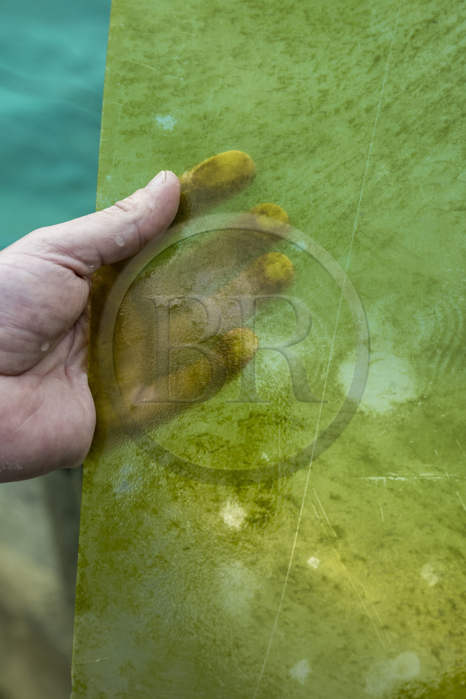 France, Finistère (29), Pays des Abers, estuaire de l'Aber Wrac'h, Plouguerneau, France Haliotis, algues microscopiques appelées Ulvella destinées à nourrir les larves ormeaux