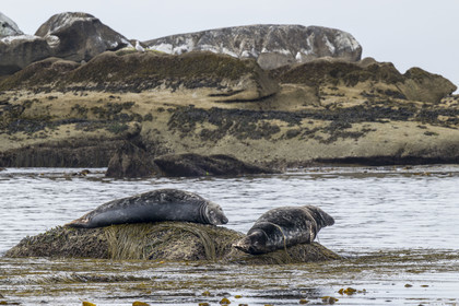 France, Finistère, Penmarch, Étocs archipelago, gray seal (halichoerus grypus)