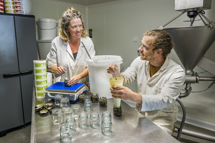 France, Finistère (29), Pays Bigouden, Plozévet, Lucie Mandon et Lenny Gouedic co créateurs de Begood Alg, broyage et tamisage manuel avant conditionnement et fabrication de tartares d'algues et condiments dans leur atelier