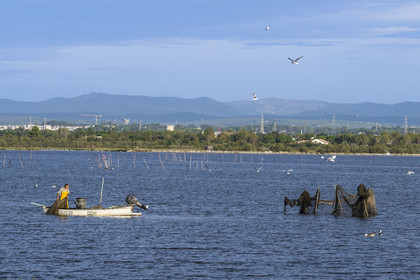 France, Hérault (34), Palavas-Les-Flots, un pêcheur relève ses filets sur  l'étang du Méjean