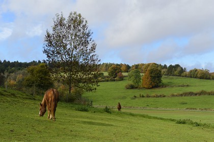 France, Meuse, Lorraine Regional Park, the Cotes de Meuse at Saint-Remy-la-Calonne, horses in a meadow