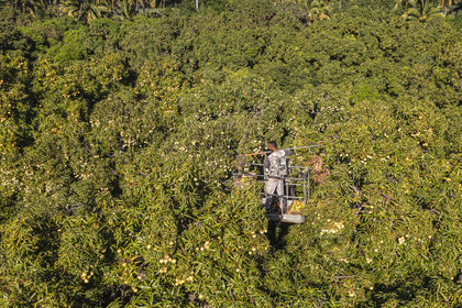 France, Reunion island (French overseas department), Saint-Paul, Laperrière mango orchard at Tour-des-Roches, harvesting mangoes by lifting platform in century-old mango trees (aerial view)
