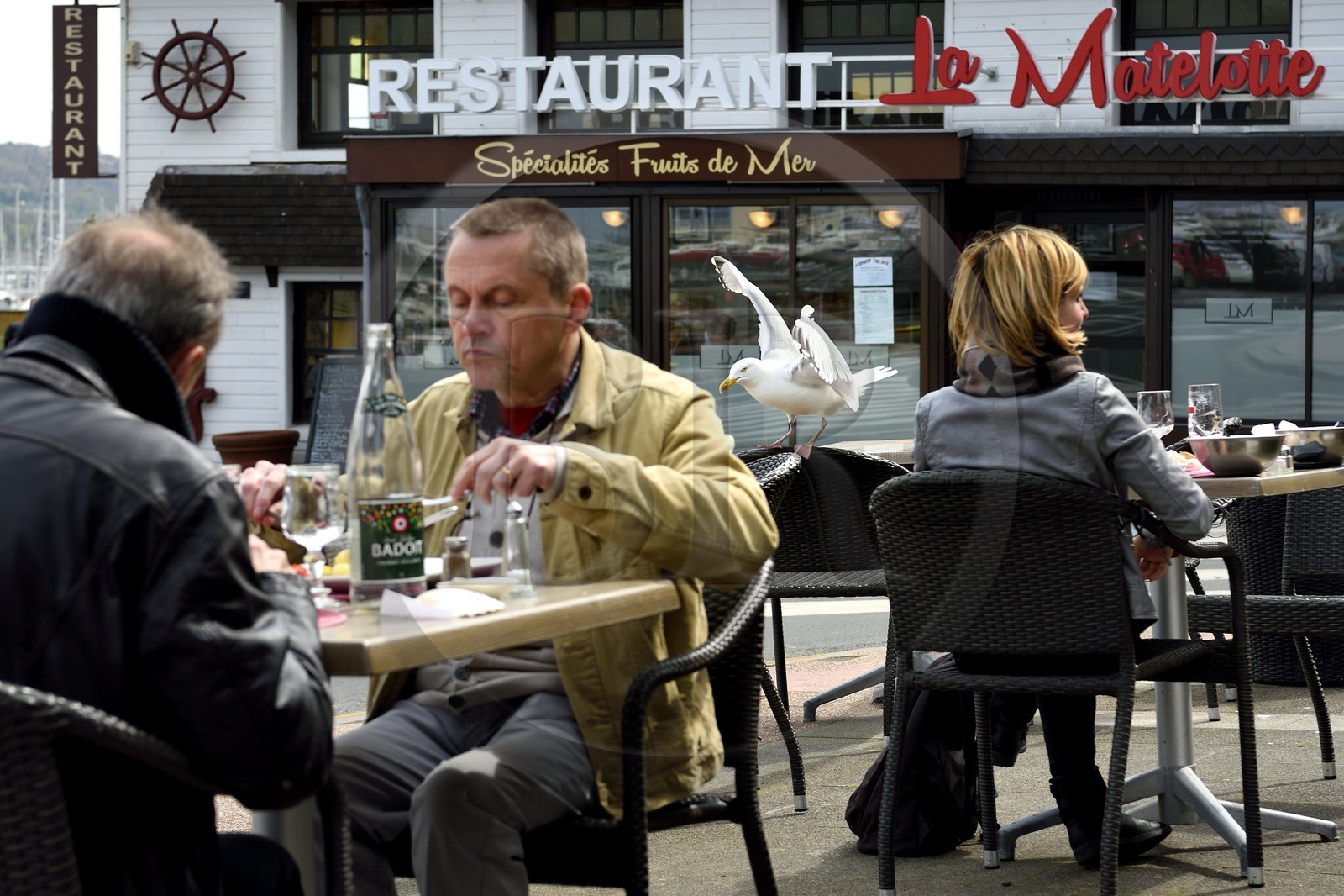 France, Seine-Maritime (76), Pays de Caux, Côte d'Albâtre, le port de Fécamp, repas perturbé par une mouette gourmande