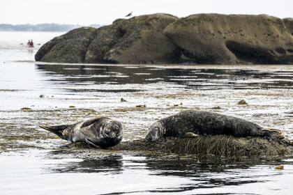 France, Finistère, Penmarch, Étocs archipelago, gray seal (halichoerus grypus)