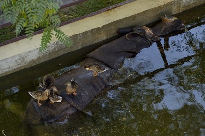 Portugal, Lisbonne, Jardin zoologique, Rhinocéros indien(Rhinoceros unicornis)