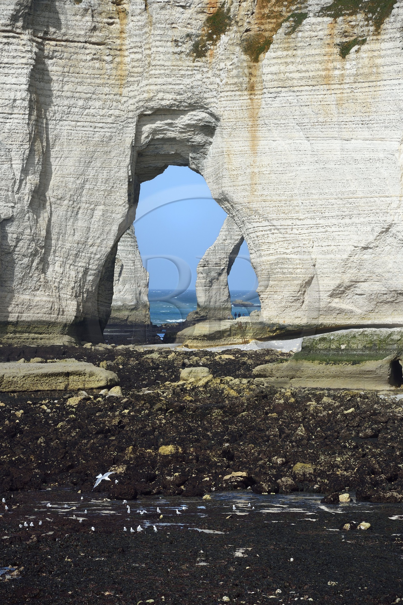 France, Seine-Maritime (76), Pays de Caux, Côte d'Albâtre, Etretat, la Manneporte vue depuis la pointe de la Courtine à marée basse