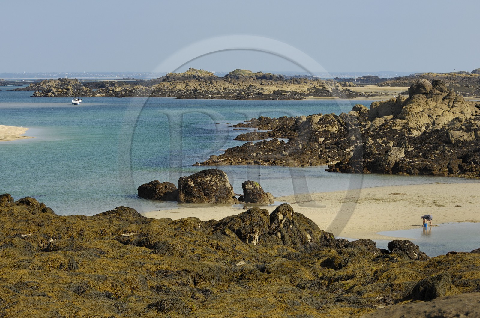 France, Manche (50), archipel des îles Chausey, pêche à pied de bouquets à marée basse