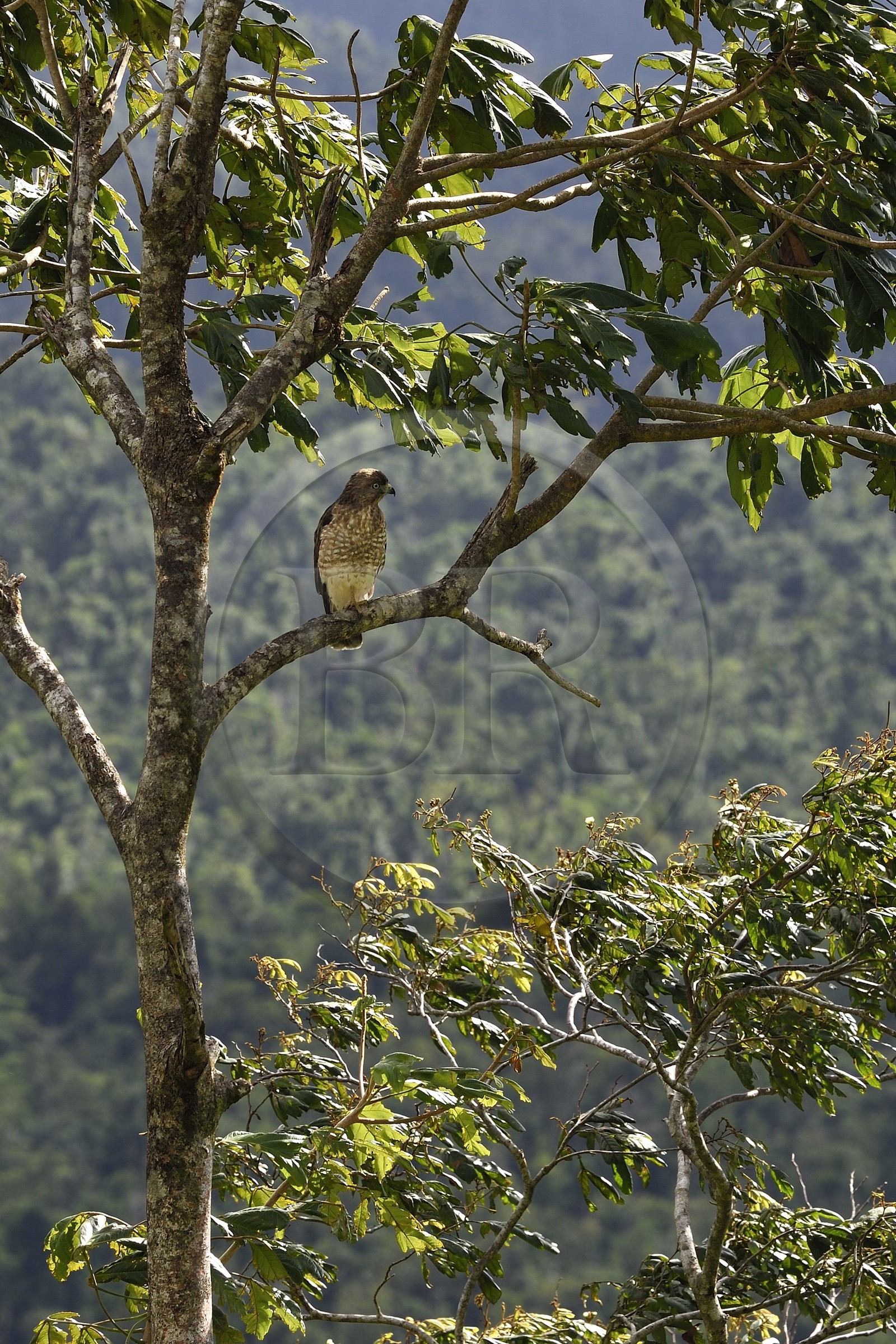 Caraïbes, Ile de la Dominique, Parc national du Morne Trois Pitons classé Patrimoine Mondial de l'UNESCO, petite buse appelée Malfini - Mangé poulé, mansefenil ou aigle des Antilles