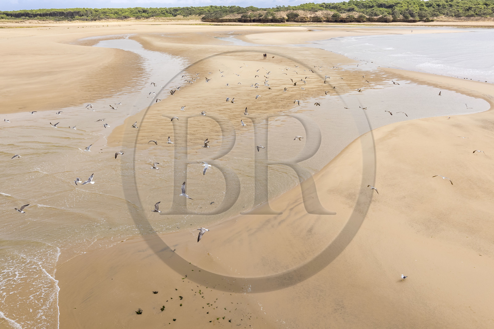 France, Vendée (85), Talmont-Saint-Hilaire, la Pointe du Payré, promeneurs et mouettes sur la plage du Veillon et estuaire de la rivière Payré (vue aérienne)