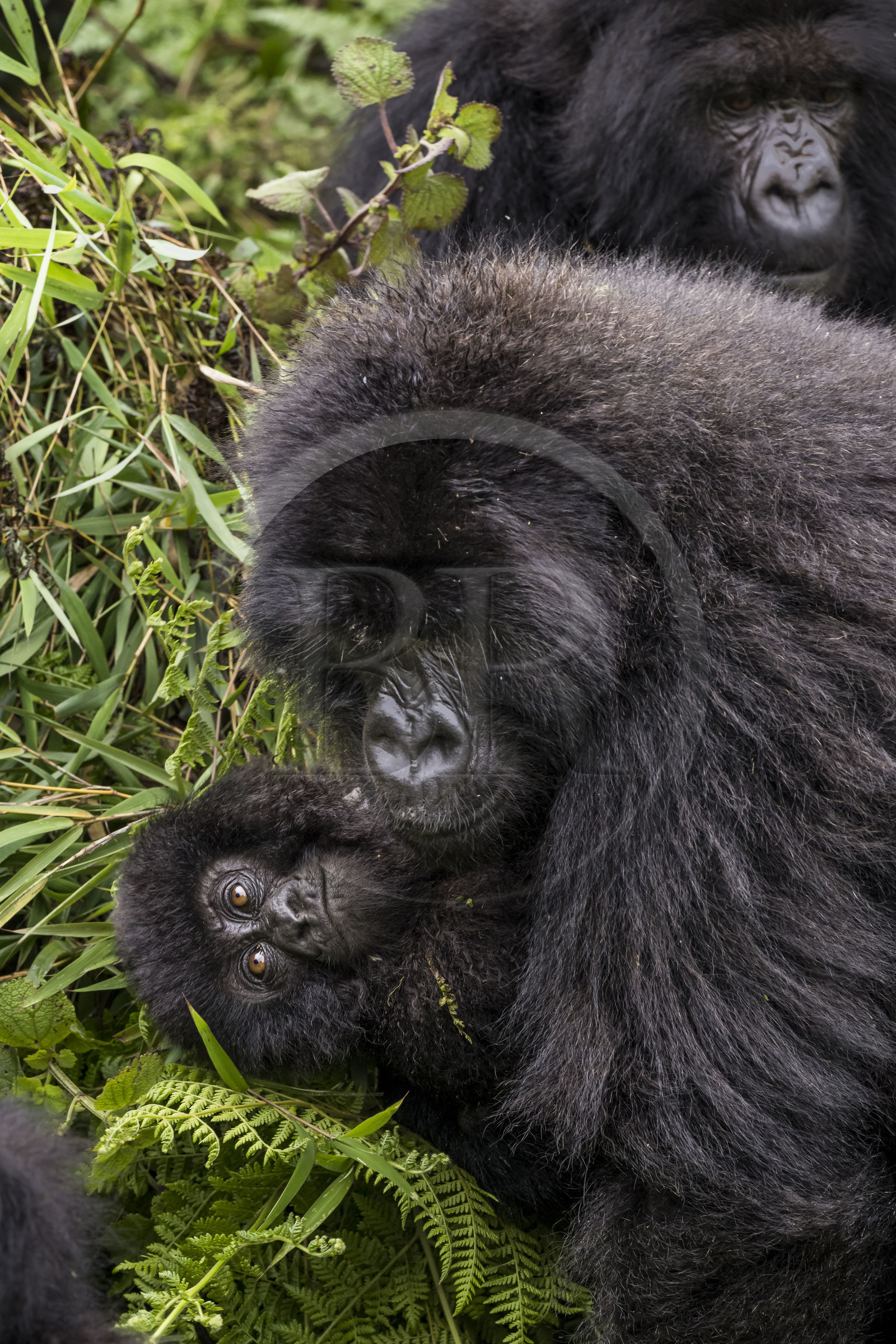 Rwanda, Province du Nord, Parc National des Volcans dans la chaine des Monts Virunga, mont Karisimbi, gorilles des montagnes (Gorilla beringei beringei) du groupe Susa, mère avec son petit