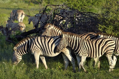 Namibia, Oshikoto region, Etosha National Park, Burchell's zebras (Equus burchellii)