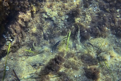 France, Var, Le Rayol Canadel sur Mer, Domaine du Rayol, Jardin des Mediterranees, Conservatoire du Littoral Estate compulsory mention, the marine path, a young moray eel surrounded by fish