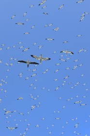 France, Cotes-d'Armor, Perros-Guirec, Sept-Iles Archipelago and bird sanctuary, Rouzic island, northern gannets colony (Morus bassanus), single point of nesting in France for more than 20,000 couples