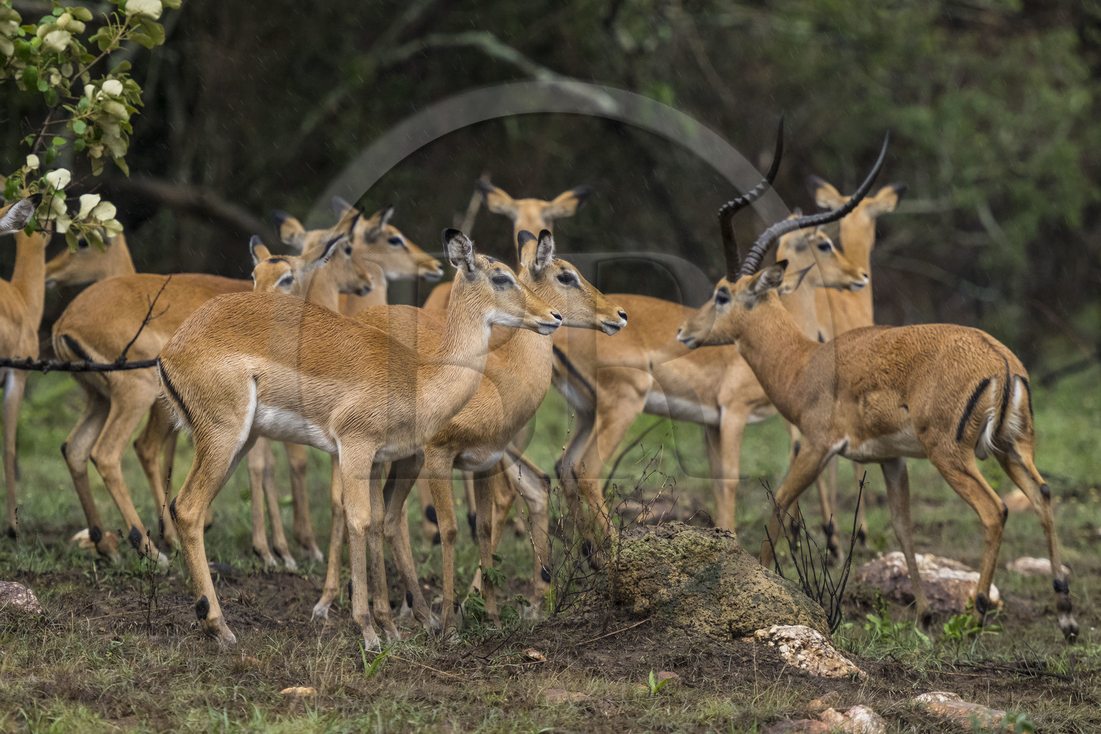 Rwanda, Parc national de l'Akagera, Impala (Aepyceros melampus)