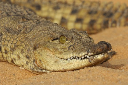 Egypte, Haute Egypte, Lac Nasser, site des temples d'Amada, bébé crocodile du Nil