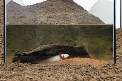 France, Var (83), Iles d'Hyères, parc national de Port Cros, Ile de Porquerolles, la Fondation Carmignac, Diorama (couple d'axolotls) (2012) co-production de Mathieu Mercier et Credac Ivry