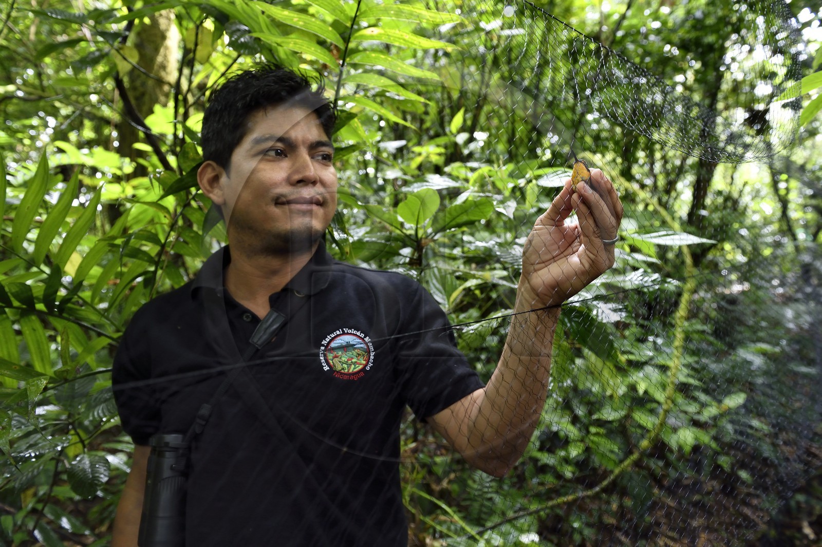 Nicaragua, département de Granada, Réserve naturelle du volcan Mombacho, le biologiste Roger Mendieta de l'ONG fondation Cocibolca ayant attrapé un colibri dans ses filets pour observation