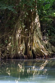 Caraïbes, Ile de la Dominique, Portsmouth, les rives de l'Indian River, sang-dragon (Pterocarpus officinalis)