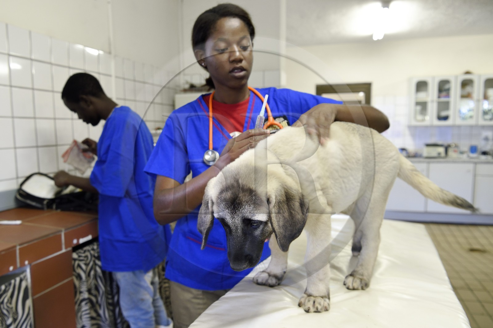 Namibie, Otjiwarongo, Cheetah Conservation Fund, centre de recherche et d'éducation, auscultation d'un jeune chien Berger d'Anatolie aussi connu sous le nom de Kangal dans la clinique vétérinaire par les volontaires Marnety et Sinvula