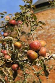 France, Seine-Maritime, Bretteville-du-Grand-Caux, Clos masure, a typical farm of Normandy that houses the Ecomuseum of the Apple and Cider in the farm