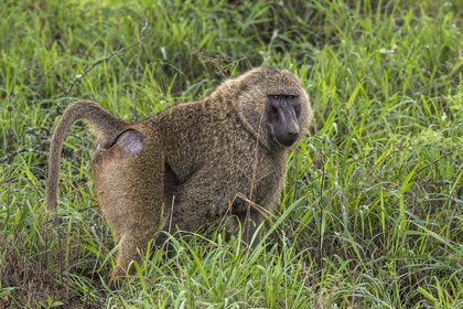 Rwanda, Parc national de l'Akagera, babouin olive (Papio anubis)