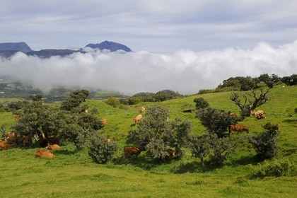 France, Reunion island (French overseas department), herd of cows on the foot of the slopes of the volcano Piton de la Fournaise, the Plaine des Cafres and former Piton des Neiges volcano in the background