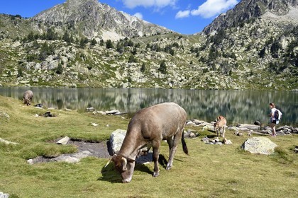 France, Hautes-Pyrénées (65), Saint-Lary-Soulan et Vielle-Aure, randonnée sur une variante du GR10 entre le col de Portet et les lacs de Bastan en bordure de la réserve naturelle de Néouvielle, troupeau de vaches en estive au lac de Bastan supérieur