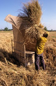 Vietnam, Ho Chi Minh City area, beating of rice