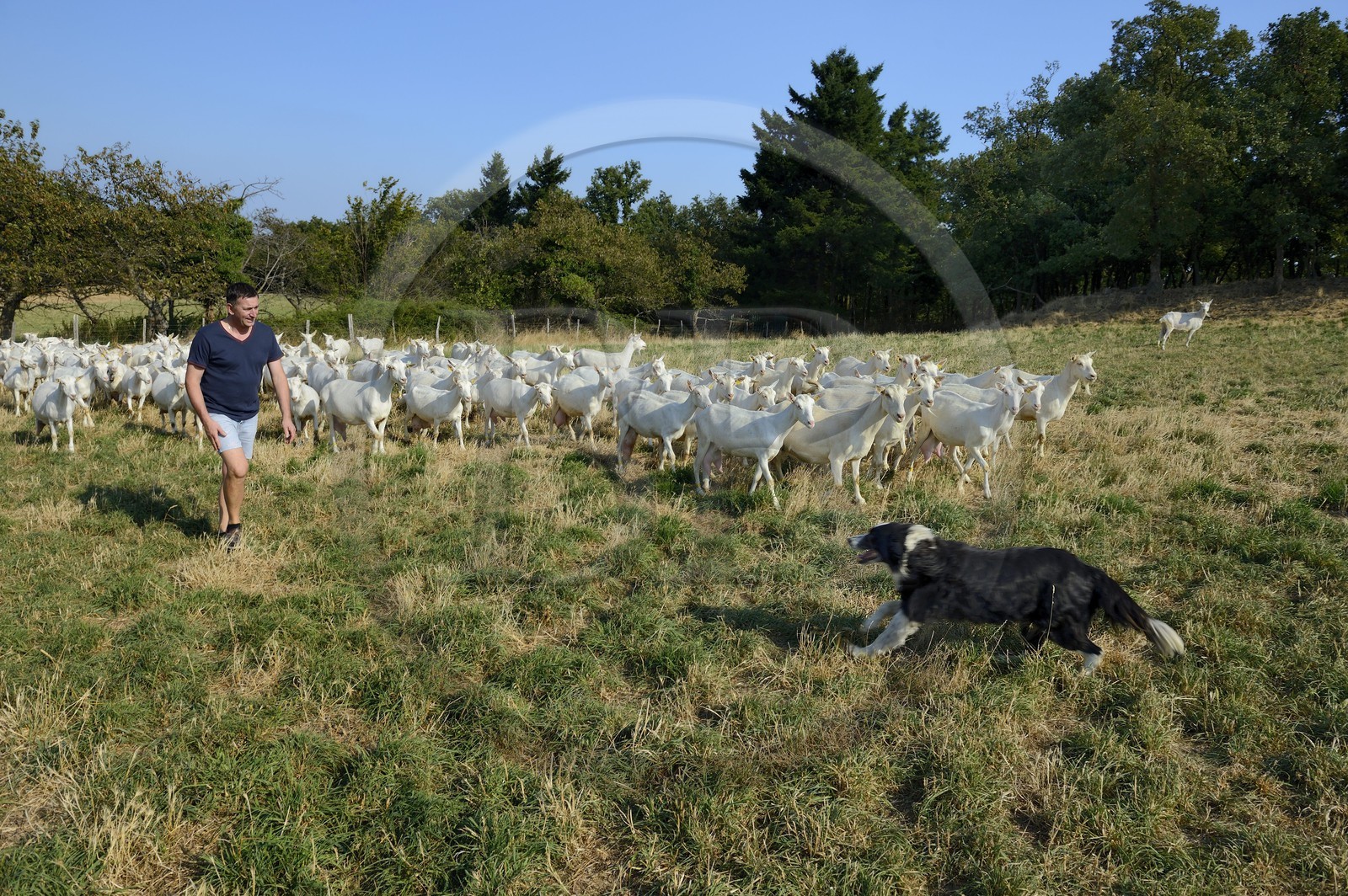 France, Loire (42), Parc Naturel Régional du Pilat, Pélussin, production par le GAEC de la Cabriole du fromage de chèvre Rigotte de Condrieu AOC, le troupeau de chèvres de Claude et André Boucher, André Boucher avec son chien