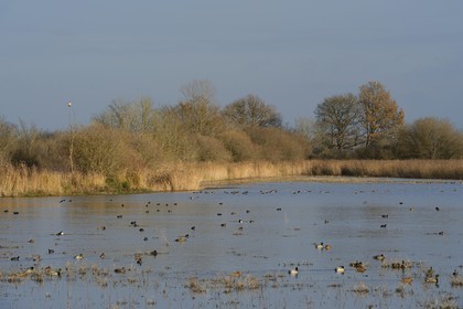 France, Indre, Berry, Parc Naturel Regional de la Brenne (Natural Regional Park of La Brenne), La Touche pond, ducks