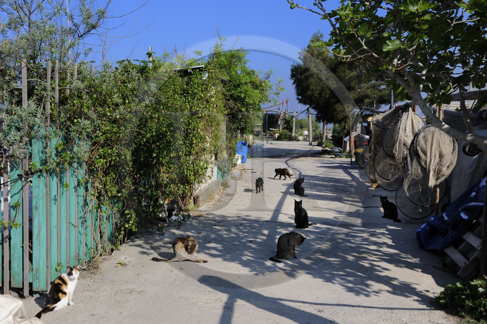 France, Hérault (34), Sète, quartier de la Pointe Courte, village de pêcheurs donnant sur l'étang de Thau, chats sur la digue